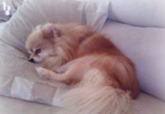 Older Pomeranian sleeping